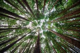 Terapia de bosque ideal para personas con estrés y ansiedad